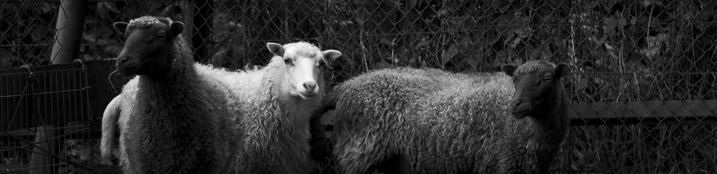 black and white sheep, photography: Charlie Alice Raya