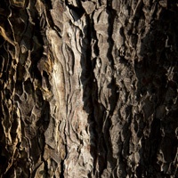 photo series, surfaces I, 2011 & 2016, tree bark collection by Charlie Alice Raya