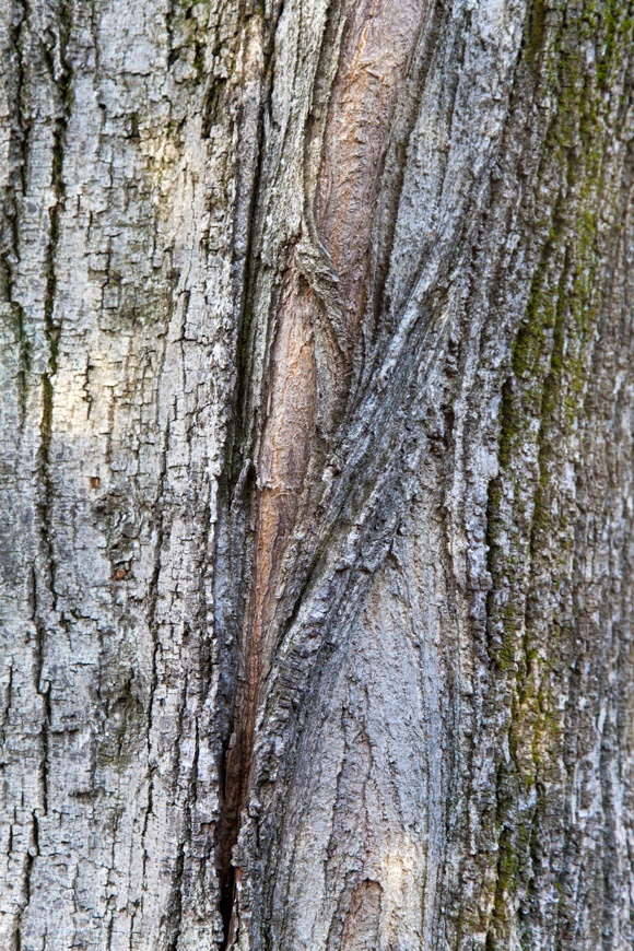 photo series, surfaces III, winter, Berlin, 2015, tree bark collection by Charlie Alice Raya