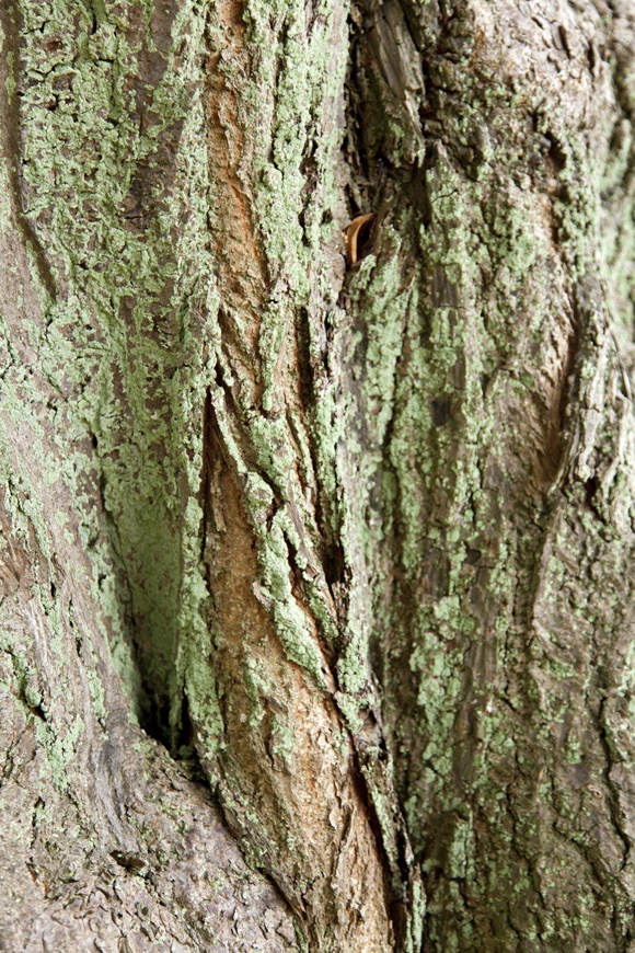 photo series, surfaces II, 2015, Feldberger Seenlandschaft, tree bark collection by Charlie Alice Raya