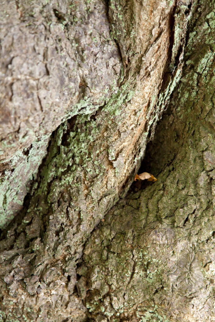 photo series, surfaces II, 2015, Feldberger Seenlandschaft, tree bark collection by Charlie Alice Raya