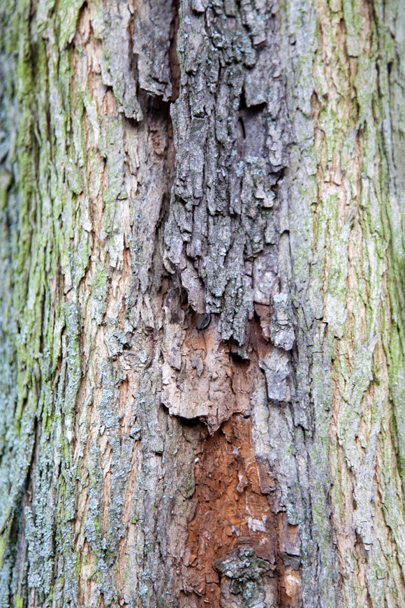 photo series, surfaces III, winter, Berlin, 2015, tree bark collection by Charlie Alice Raya