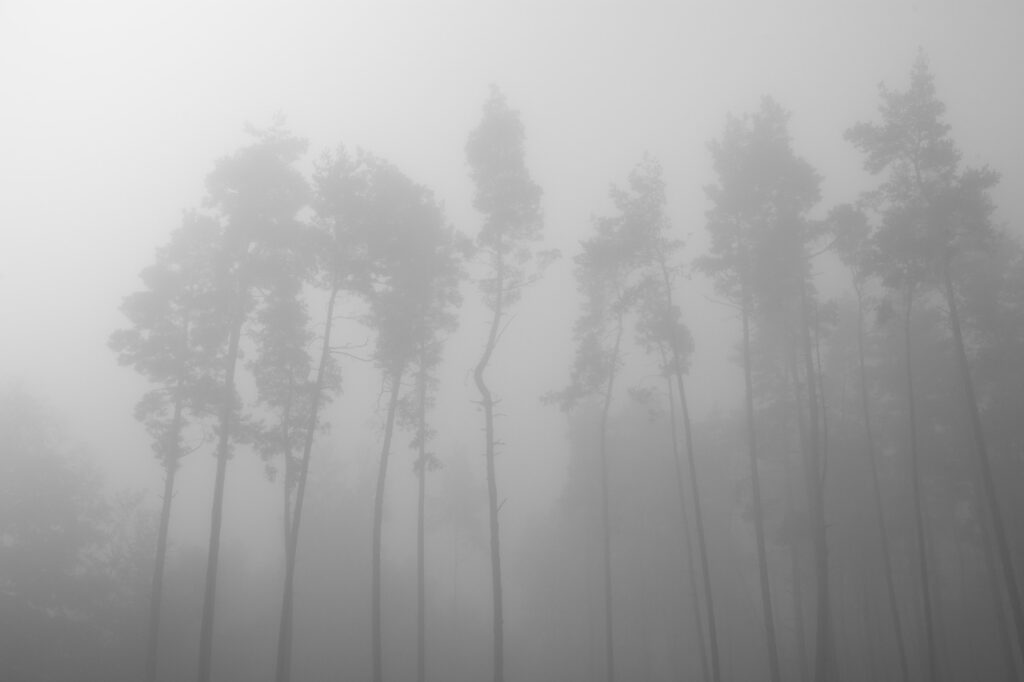 fog, 2015