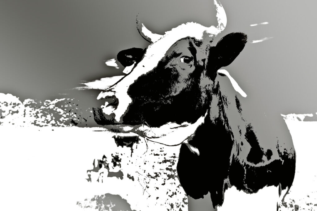 photo, title: the cow, 2010, by Charlie Alice Raya, limited edition