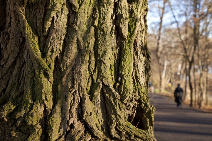 photo series, surfaces III, winter sun tree barks, 2020, by Charlie Alice Raya