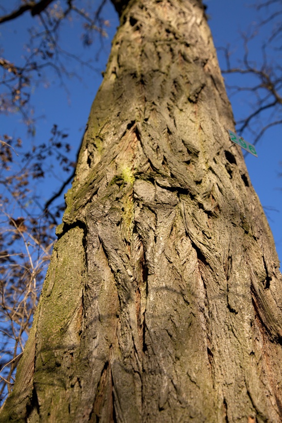 photo series, surfaces III, winter sun tree barks, 2020, by Charlie Alice Raya