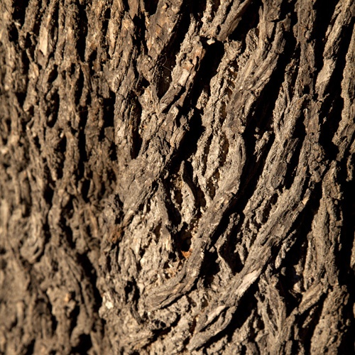 photo series, surfaces III, winter sun tree barks, 2020, by Charlie Alice Raya
