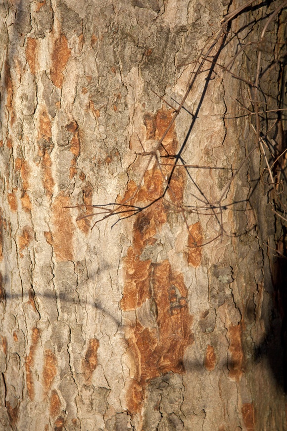 photo series, surfaces III, winter sun tree barks, 2020, by Charlie Alice Raya