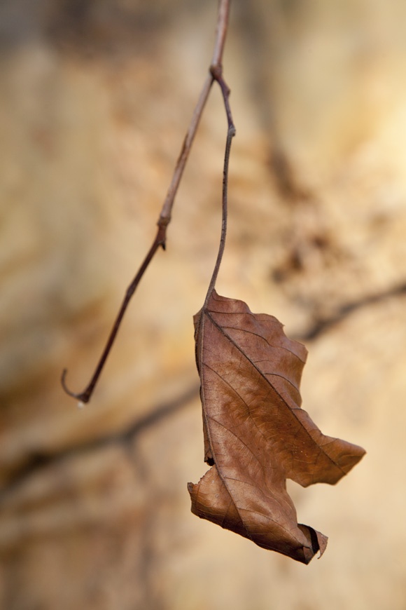 photo series, surfaces III, winter sun tree barks, 2020, by Charlie Alice Raya