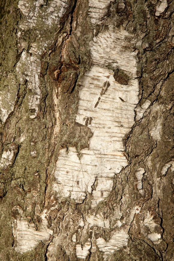 photo series, surfaces III, winter sun tree barks, 2020, by Charlie Alice Raya