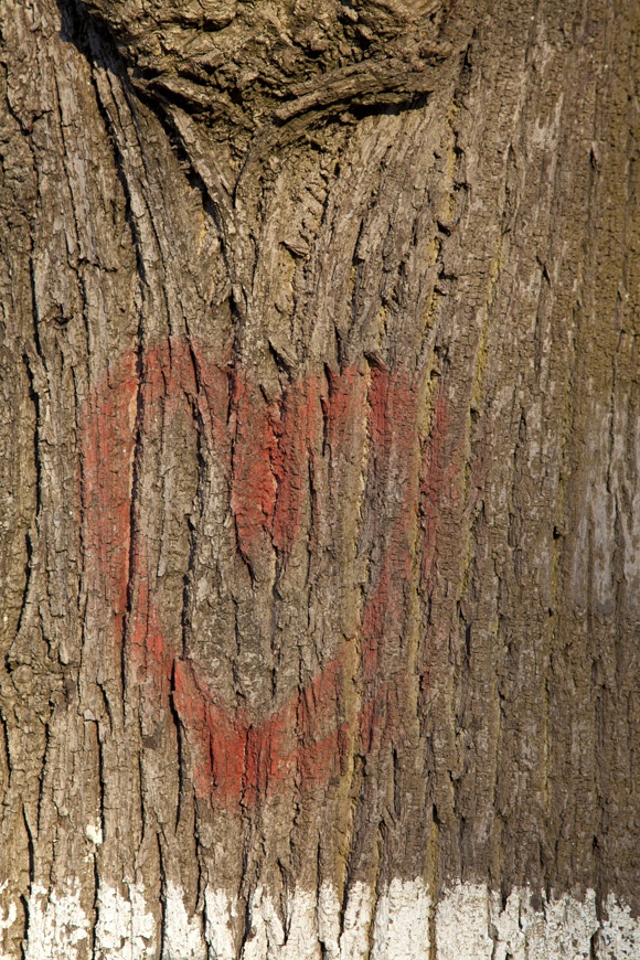 photo series, surfaces III, winter sun tree barks, 2020, by Charlie Alice Raya