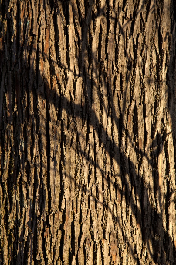 photo series, surfaces III, winter sun tree barks, 2020, by Charlie Alice Raya