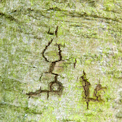 photo series, tree bark, summer 2021, by Charlie Alice Raya
