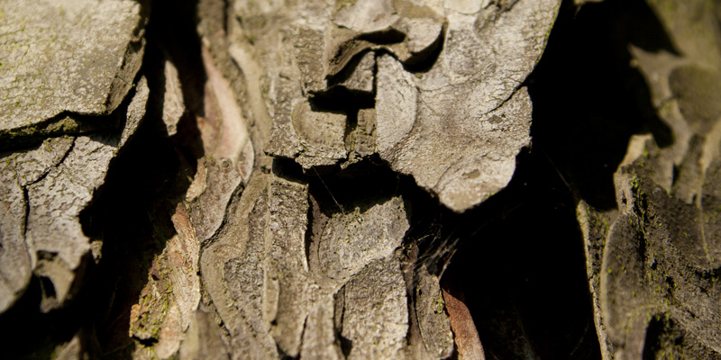 detail, tree bark