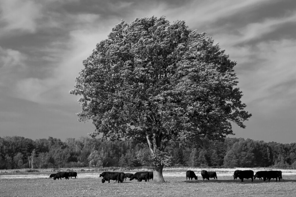 the title tree, 2010 by Charlie Alice Raya