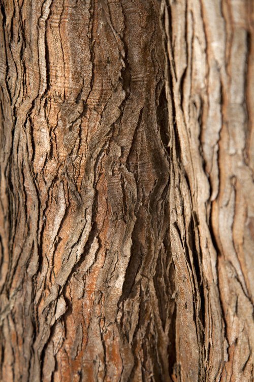 photo study, tree bark magic, 2022, by Charlie Alice Raya