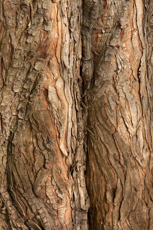 photo study, tree bark magic, 2022, by Charlie Alice Raya