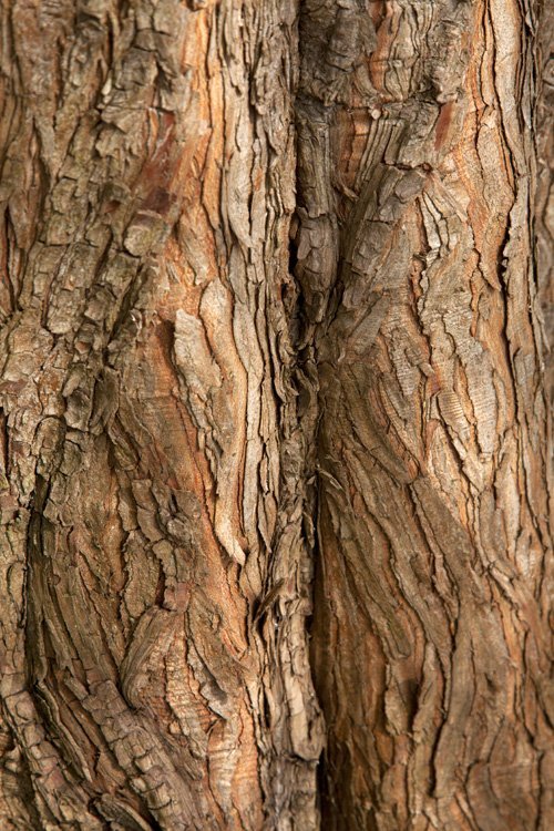 photo study, tree bark magic, 2022, by Charlie Alice Raya
