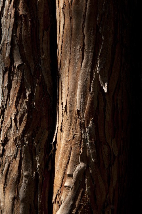 photo study, tree bark magic, 2022, by Charlie Alice Raya