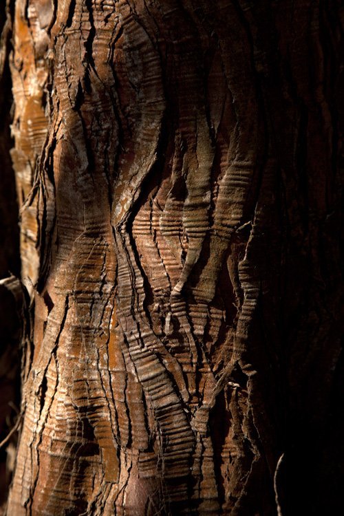 photo study, tree bark magic, 2022, by Charlie Alice Raya