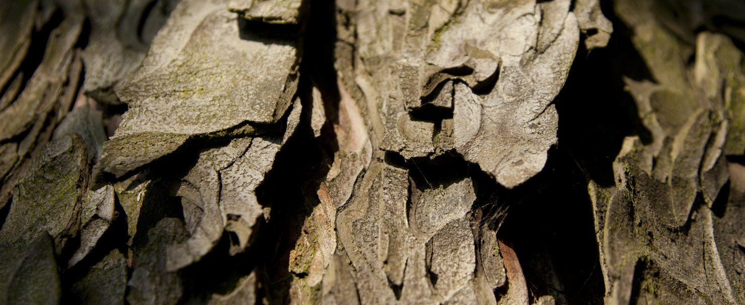 tree bark, Charlie Alice Raya