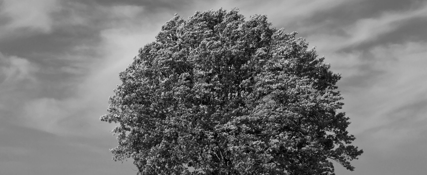 top of a tree crown, part of the title image