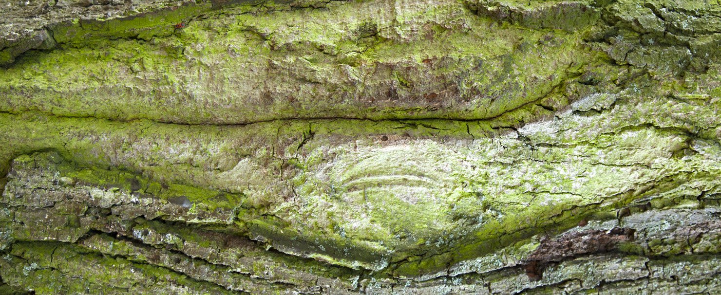 bark study, featured