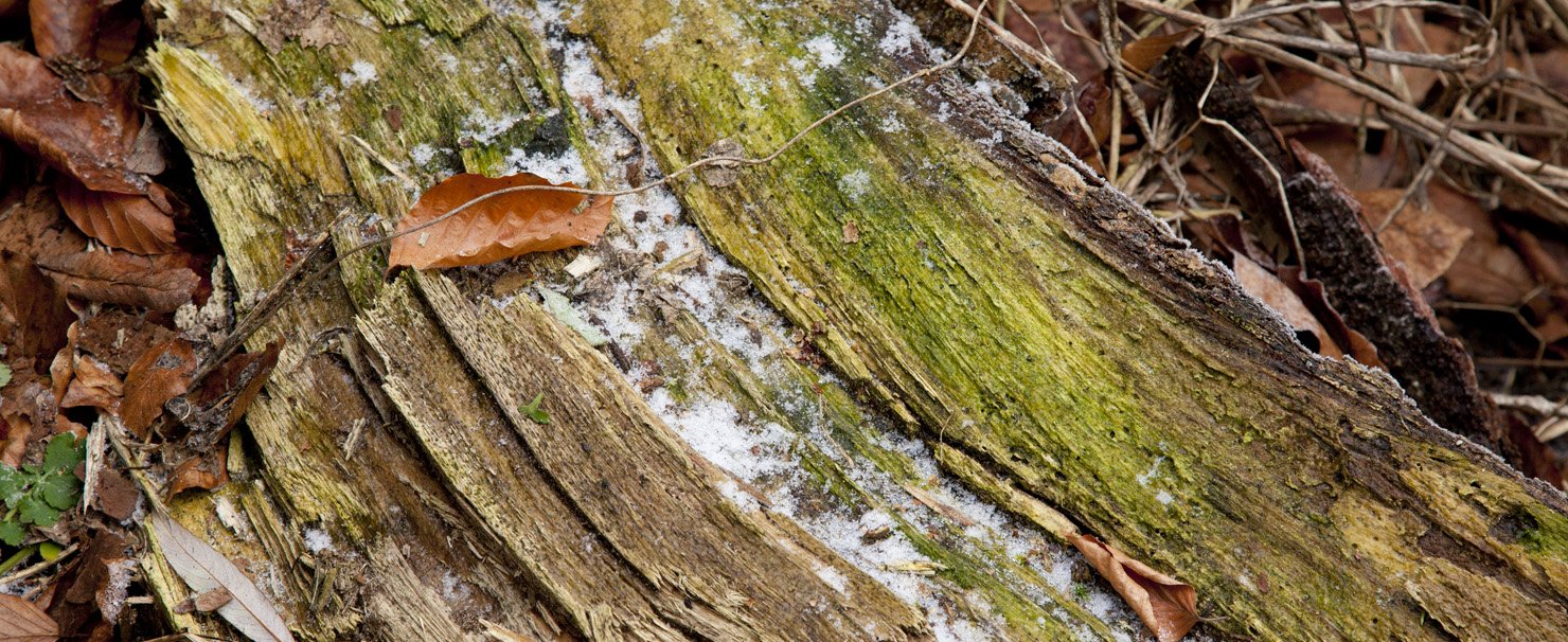 fallen tree, Charlie Alice Raya