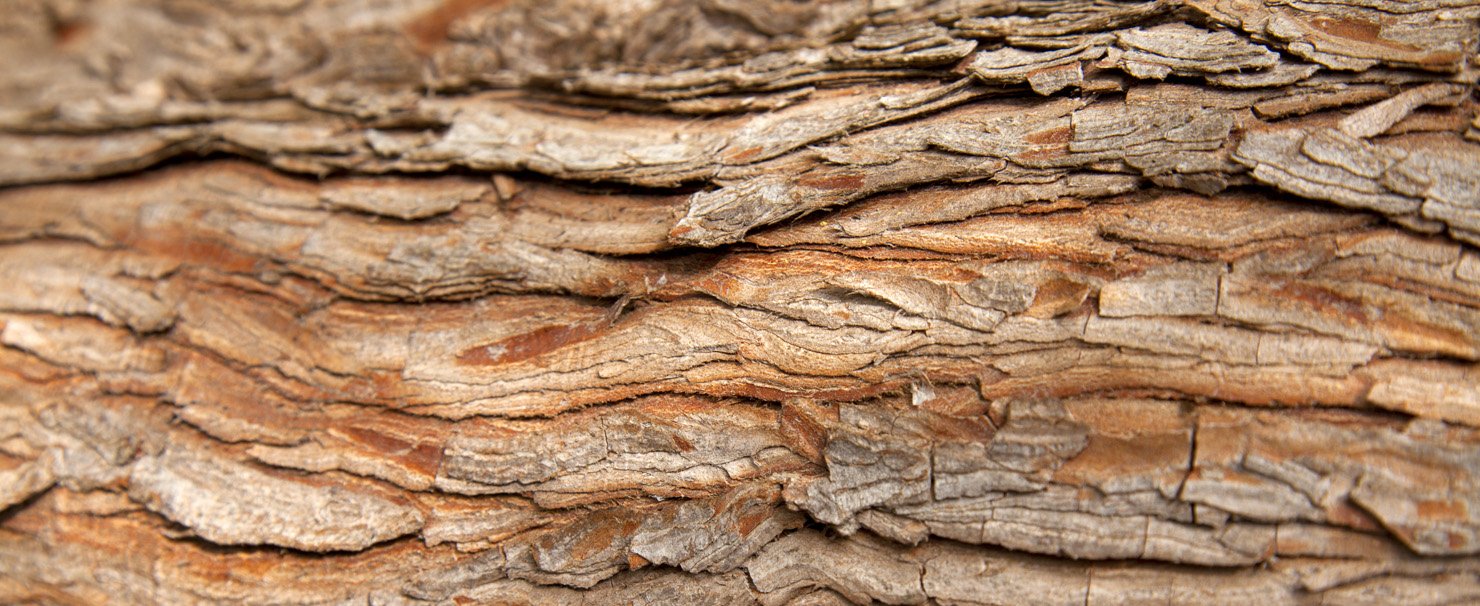 photo study, tree bark magic, 2022, by Charlie Alice Raya