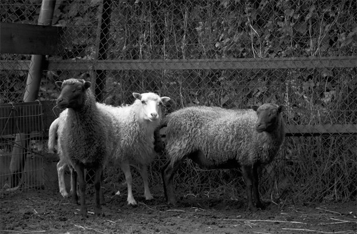 greyscale, sheep, by Charlie Alice Raya