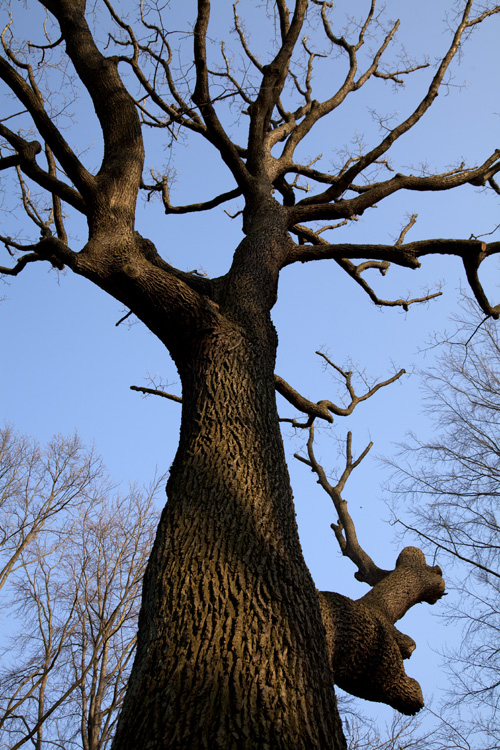 trees, trunks and barks, 2022, ©Charlie Alice Raya