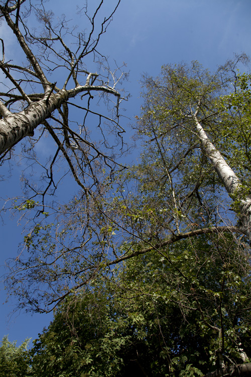 trees, trunks and barks, 2022, ©Charlie Alice Raya