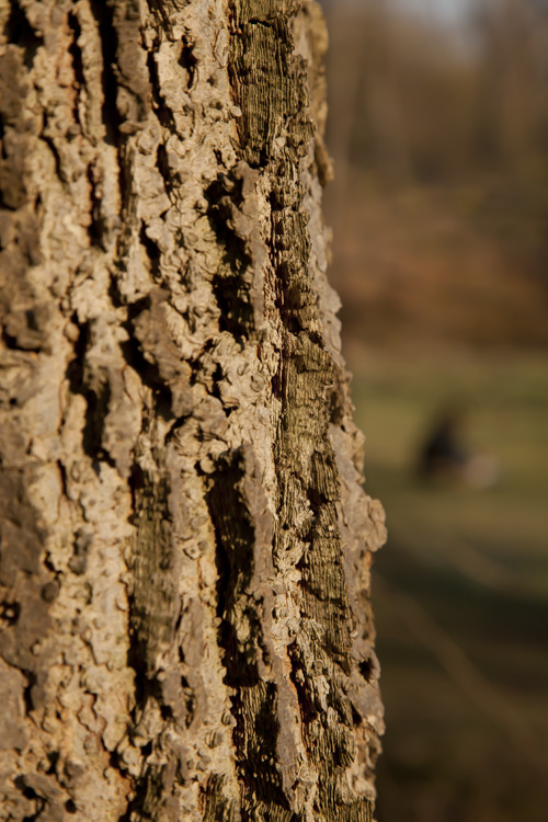 trees, trunks and barks, 2022, ©Charlie Alice Raya