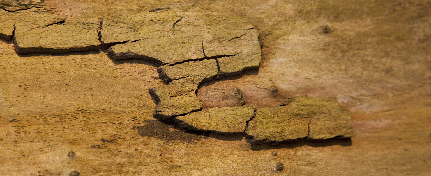 trees, trunks and barks, 2022, ©Charlie Alice Raya