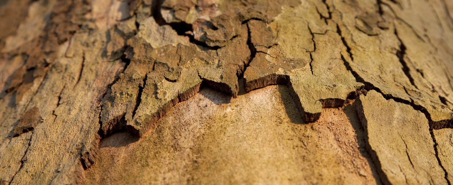 trees, trunks and barks, 2022, ©Charlie Alice Raya