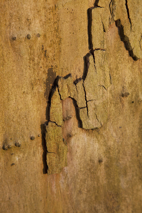 trees, trunks and barks, 2022, ©Charlie Alice Raya