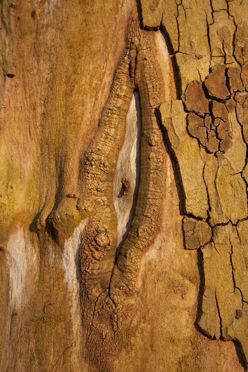 trees, trunks and barks, 2022, ©Charlie Alice Raya