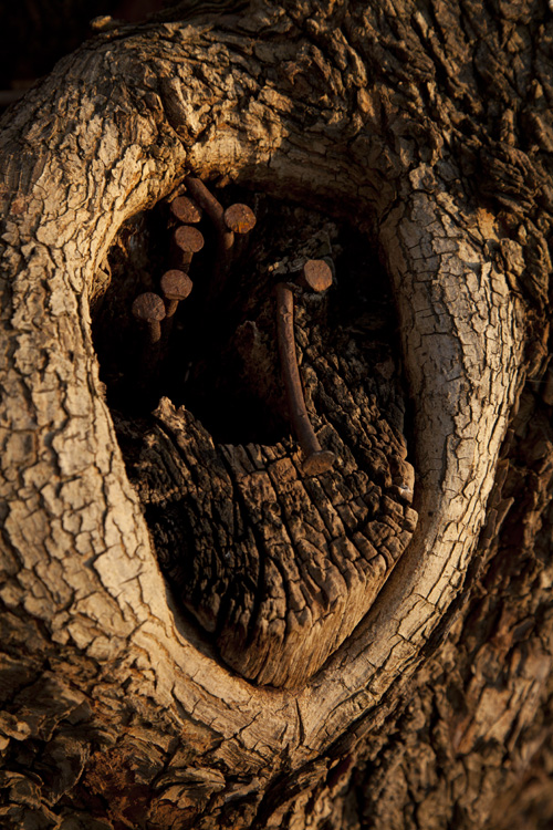 trees, trunks and barks, 2022, ©Charlie Alice Raya