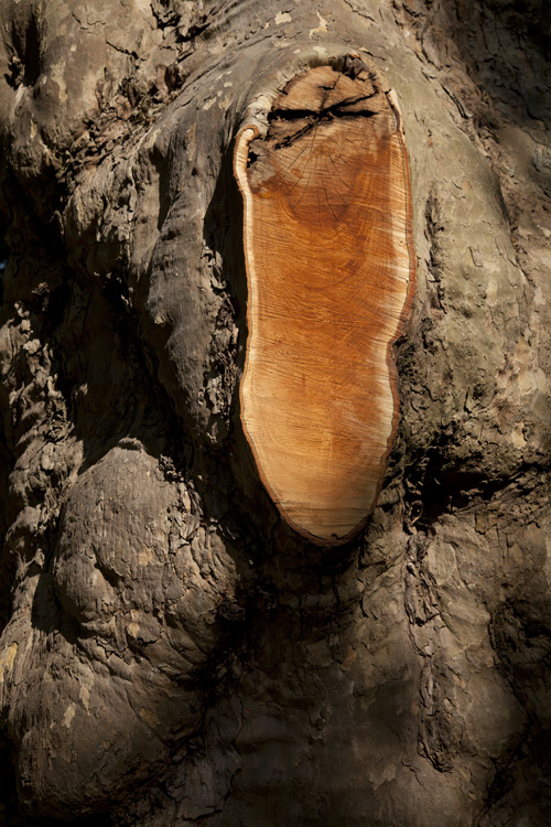 trees, trunks and barks, 2022, ©Charlie Alice Raya