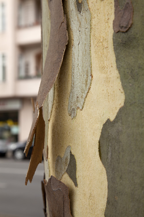 trees, trunks and barks, 2022, ©Charlie Alice Raya