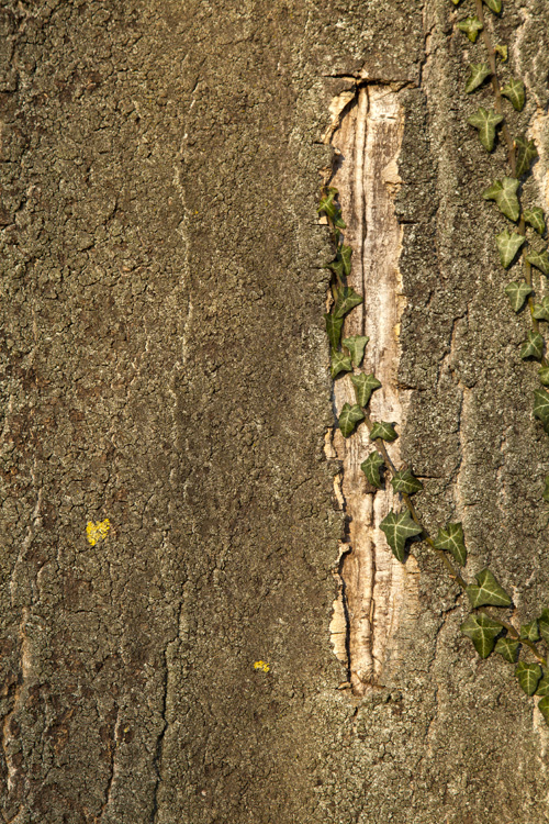 trees, trunks and barks, 2022, ©Charlie Alice Raya